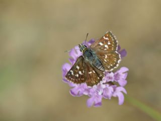 Kzl Zpzp (Spialia orbifer)