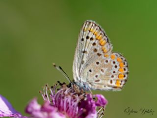 okgzl Mavi (Polyommatus icarus)