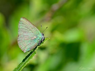 Zmrt (Callophrys rubi)