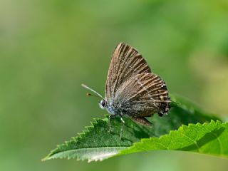 Gzel Sevbeni (Satyrium spini)