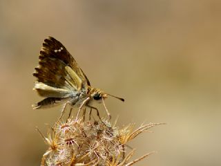 Hatmi Zpzp (Carcharodus alceae)