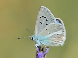 okgzl figenya (Polyommatus iphigenia)