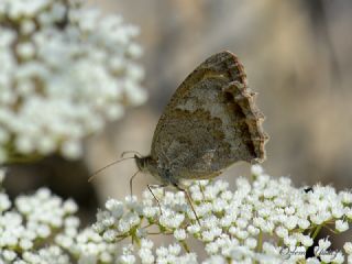 Azeri Esmerperi (Hyponephele zuvandica)