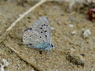 Tr almalar ([unknown genus] n/a)