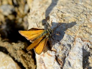 Sar Antenli Zpzp (Thymelicus sylvestris)