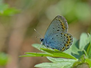 das Mavisi, Esmergz (Plebejus idas)