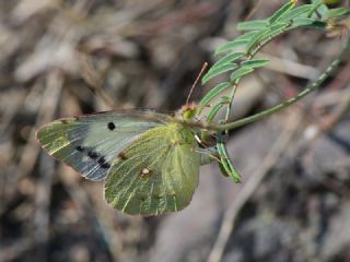 Sar Azamet (Colias croceus)