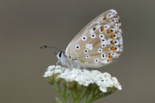 Tr almalar ([unknown genus] n/a)