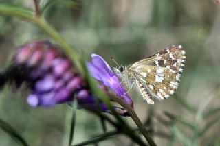 Ege Zpzp (Pyrgus melotis)