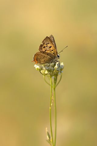 Benekli Bakr Gzeli (Lycaena phlaeas)