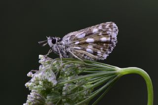 Tr almalar ([unknown genus] n/a)
