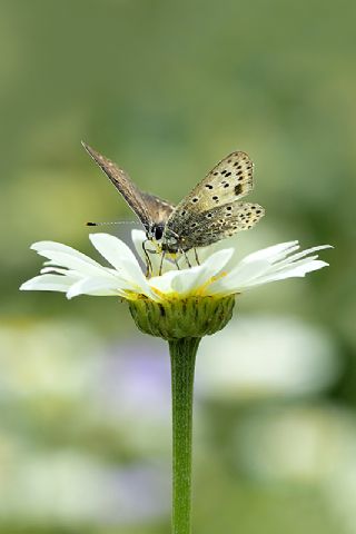 sli Bakr Gzeli (Lycaena tityrus)