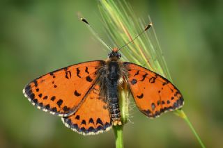 Benekli parhan (Melitaea didyma)