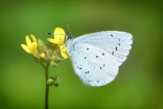 Kutsal Mavi (Celastrina argiolus)