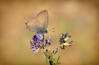 Byk Sevbeni (Satyrium ilicis)