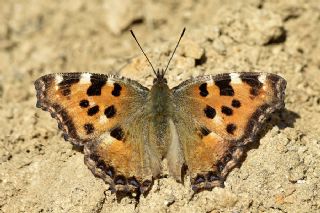 Karaaa Nimfalisi (Inachis polychloros)