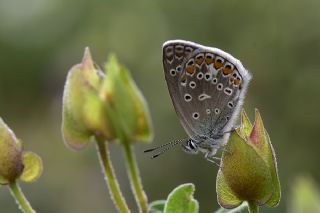 Tr almalar ([unknown genus] n/a)