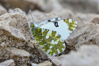 Da Oykls (Euchloe ausonia)