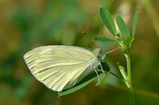 Byk Beyazmelek  (Pieris brassicae)