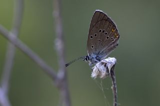Tr almalar ([unknown genus] n/a)