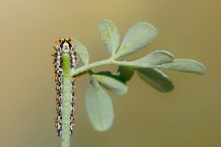 Tr almalar ([unknown genus] n/a)