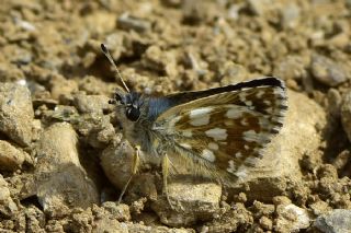 Kzl Zpzp (Spialia orbifer)