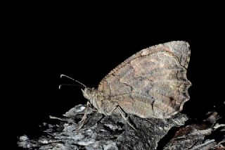 Anadolu Karamelei (Hipparchia fatua)