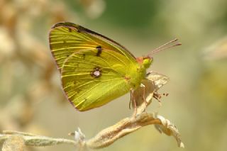 Sar Azamet (Colias croceus)