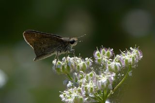 Cce Zpzp (Gegenes pumilio)