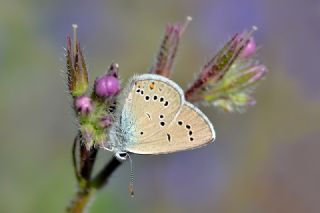 okgzl Gzel Mavi (Polyommatus bellis)