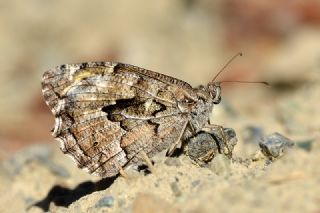 Gney Kzlmelei (Hipparchia senthes)