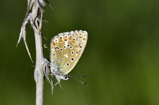 okgzl Gk Mavisi (Polyommatus bellargus)