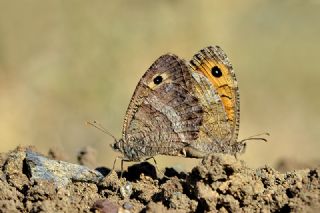 Seyit (Arethusana arethusa)