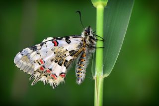 Orman Fistosu (Zerynthia cerisyi)