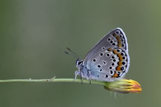 Tr almalar ([unknown genus] n/a)