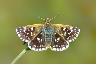 Kzl Zpzp (Spialia orbifer)