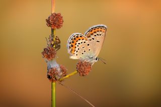 das Mavisi, Esmergz (Plebejus idas)