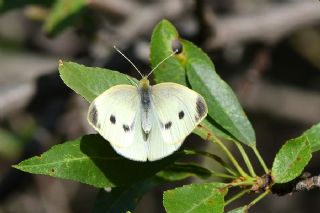 Kk Beyazmelek (Pieris rapae)