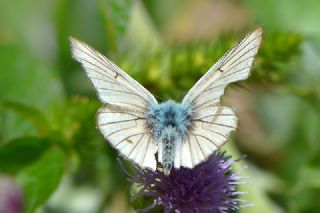 okgzl Anadolu Beyaz (Polyommatus menalcas)