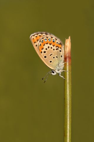 Gm Lekeli Esmergz (Plebejus argus)