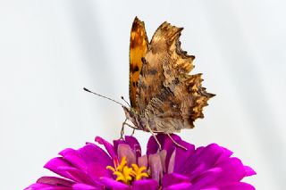 Anadolu Yrtkprt (Polygonia egea)