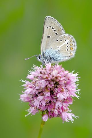 okgzl Geranium Mavisi (Polyommatus eumedon)