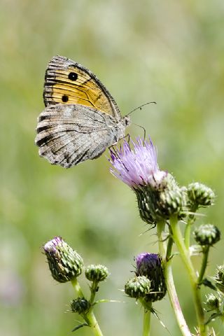 Lidya Yalanccads (Pseudochazara lydia)