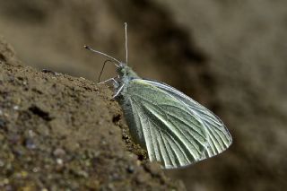 Tr almalar ([unknown genus] n/a)