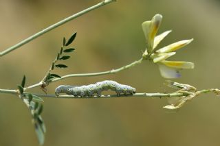 Tr almalar ([unknown genus] n/a)