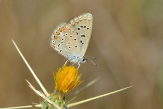 okgzl Kk Turan Mavisi (Polyommatus cornelius)