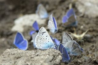 okgzl Edon Mavisi (Polyommatus aedon)