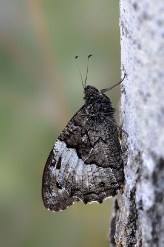 Byk Karamelek (Hipparchia syriaca)