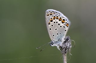Tr almalar ([unknown genus] n/a)