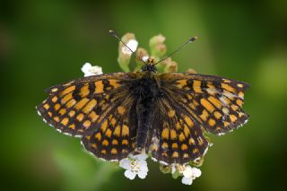 Amannisa (Melitaea athalia)